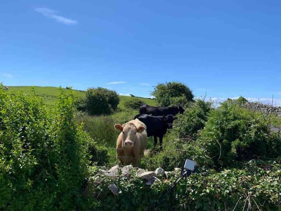 Bumblebee Cottage Donegal Town Dış mekan fotoğraf