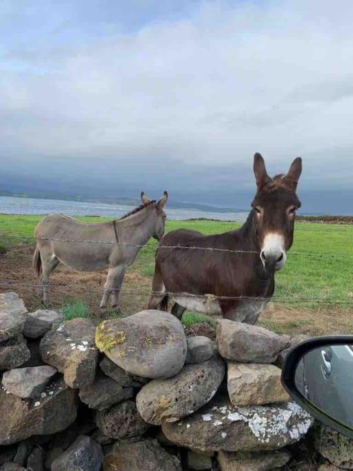 Bumblebee Cottage Donegal Town Dış mekan fotoğraf