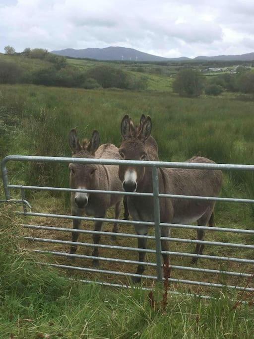 Bumblebee Cottage Donegal Town Dış mekan fotoğraf